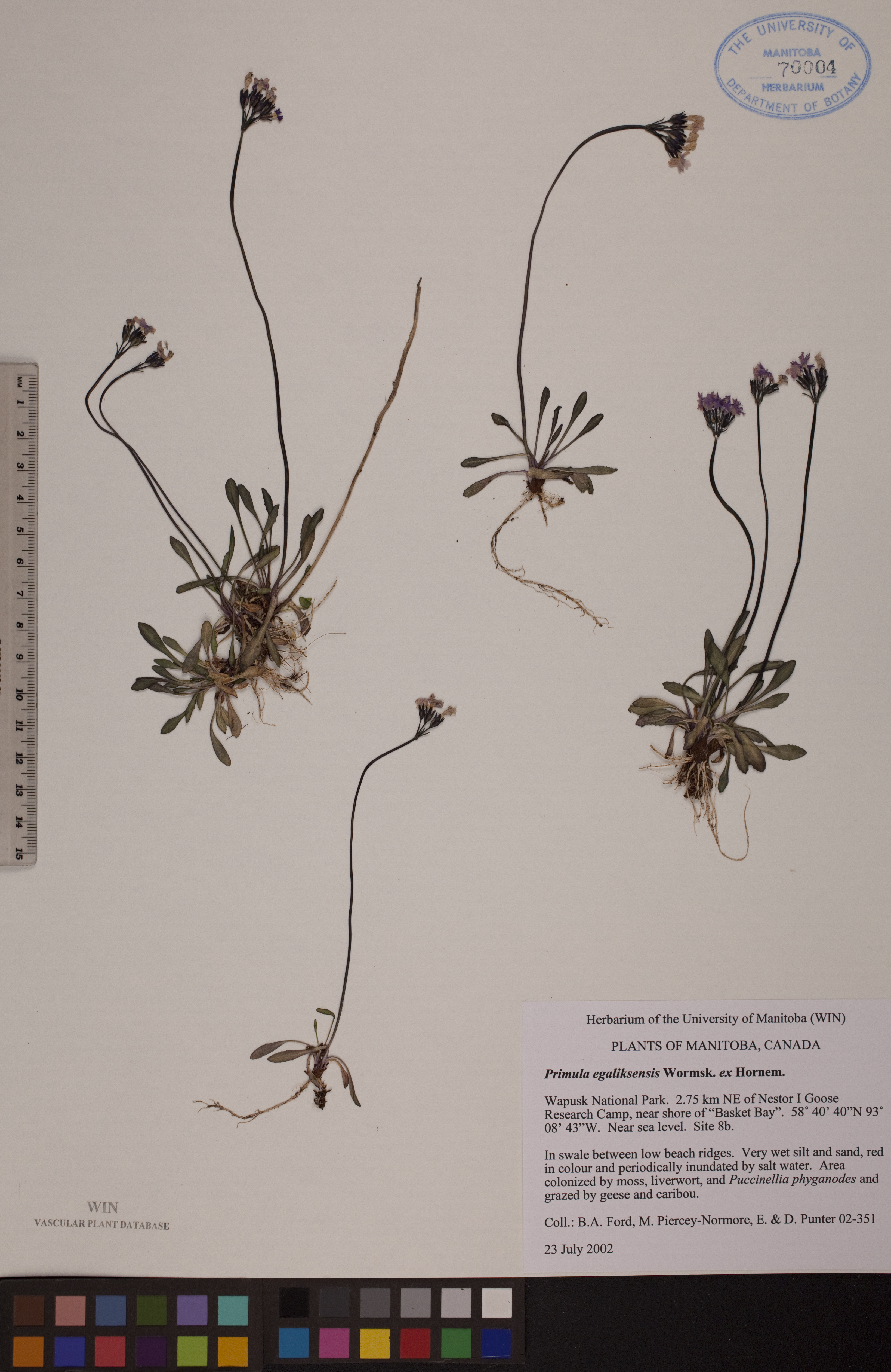 Primula egaliksensis image